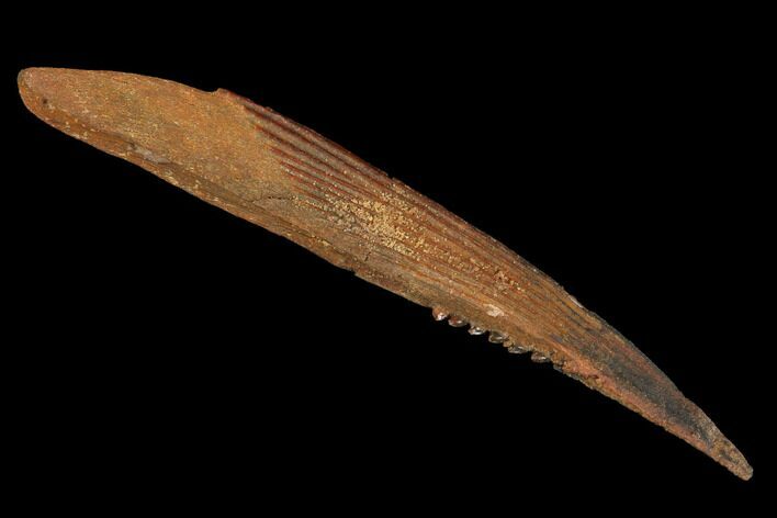 Cretaceous Shark (Hybodus) Dorsal Spine - Morocco #93932